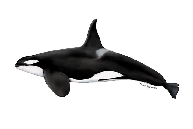 orca.png
